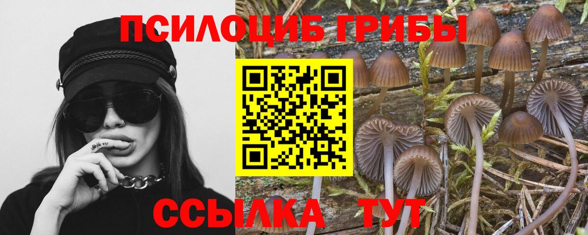 Галлюциногенные грибы Psilocybe Сургут